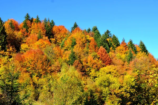 Trees with yellowed leaves, in the middle of autumn in the Carpathians and the Apuseni Mountains. Characteristic landscape. Enchantment of colors.