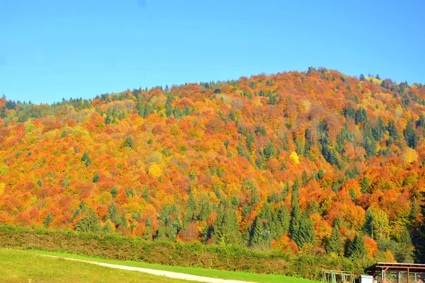 Drzewa Żółtymi Liśćmi Połowie Jesieni Karpatach Górach Apuseni Charakterystyczny Krajobraz — Zdjęcie stockowe