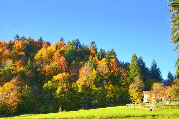 Mooi Landschap Vergeelde Bladeren Midden Herfst Karpaten Het Apuseni Gebergte — Stockfoto