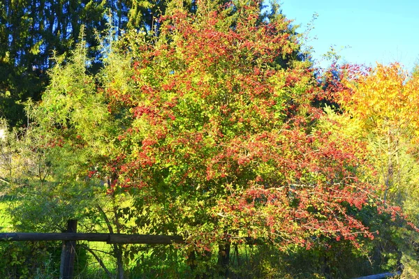 Paisagem Agradável Folhas Amareladas Meio Outono Nos Cárpatos Nas Montanhas — Fotografia de Stock