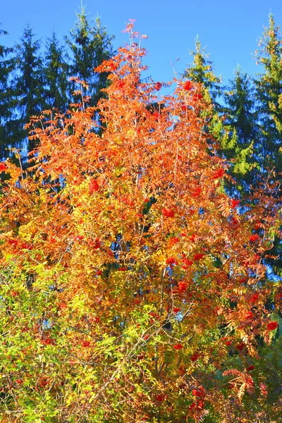 Beau Paysage Feuilles Jaunies Milieu Automne Dans Les Carpates Les — Photo