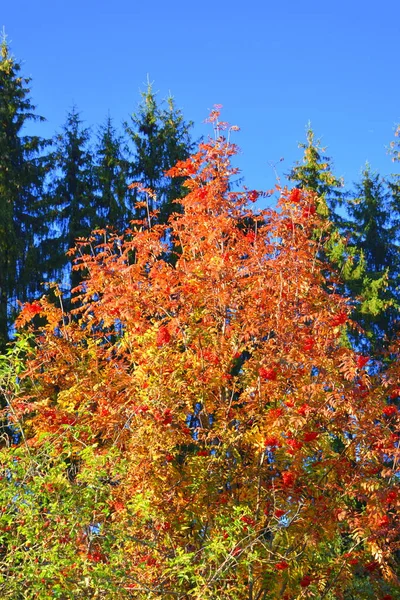 Mooi Landschap Vergeelde Bladeren Midden Herfst Karpaten Het Apuseni Gebergte — Stockfoto