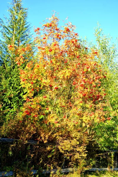 Fint Landskap Och Gula Blad Mitt Hösten Karpaterna Och Apusenbergen — Stockfoto