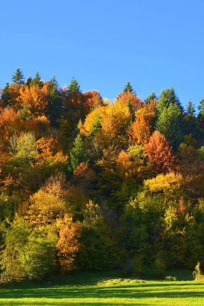 Nice landscape and yellowed leaves, in the middle of autumn in the Carpathians and the Apuseni Mountains. Characteristic landscape. Enchantment of colors.