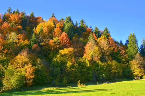 Schöne Landschaft Und Vergilbte Blätter Mitten Herbst Den Karpaten Und — Stockfoto