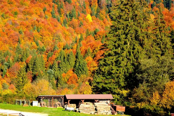 Schöne Landschaft Und Vergilbte Blätter Mitten Herbst Den Karpaten Und — Stockfoto