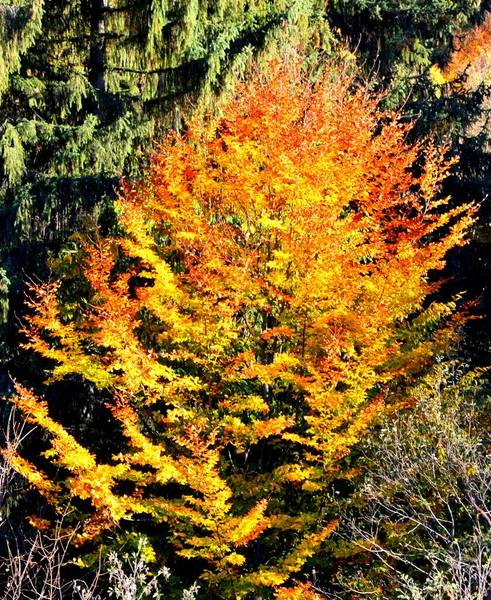 Krásná Krajina Nažloutlé Listy Uprostřed Podzimu Karpat Apuseni Hory Charakteristická — Stock fotografie
