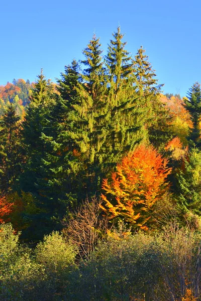 Schöne Landschaft Und Vergilbte Blätter Mitten Herbst Den Karpaten Und — Stockfoto