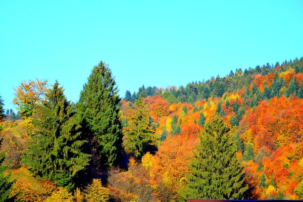 Bomen Met Vergeelde Bladeren Midden Herfst Karpaten Het Apuseni Gebergte — Stockfoto