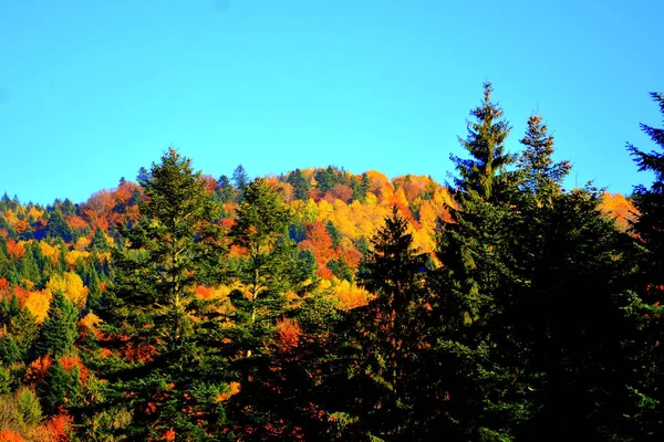 Drzewa Żółtymi Liśćmi Połowie Jesieni Karpatach Górach Apuseni Charakterystyczny Krajobraz — Zdjęcie stockowe