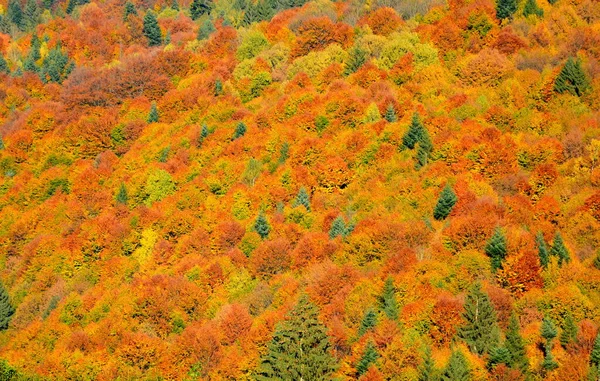 Árvores Com Folhas Amareladas Meio Outono Nos Cárpatos Nas Montanhas — Fotografia de Stock