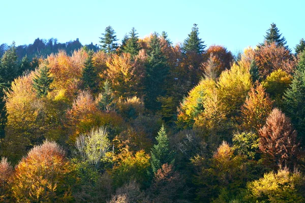 Trees with yellowed leaves, in the middle of autumn in the Carpathians and the Apuseni Mountains. Characteristic landscape. Enchantment of colors.