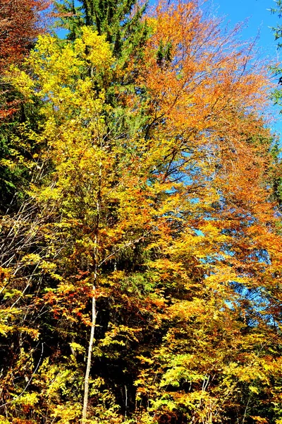 Trees with yellowed leaves, in the middle of autumn in the Carpathians and the Apuseni Mountains. Characteristic landscape. Enchantment of colors.