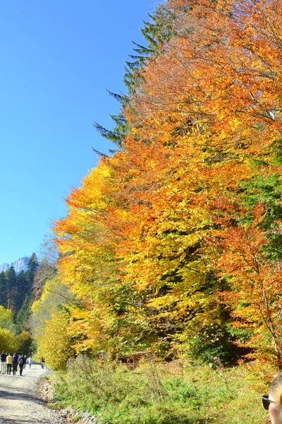 Trees with yellowed leaves, in the middle of autumn in the Carpathians and the Apuseni Mountains. Characteristic landscape. Enchantment of colors.