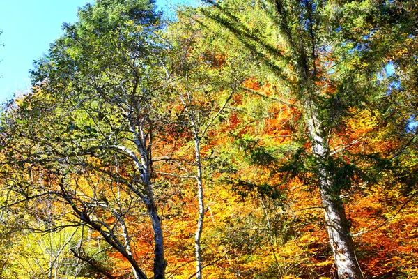 Trees with yellowed leaves, in the middle of autumn in the Carpathians and the Apuseni Mountains. Characteristic landscape. Enchantment of colors.