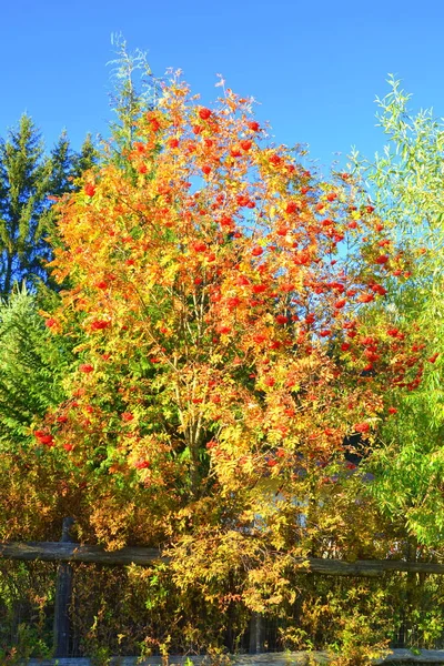 Stromy Zažloutlými Listy Uprostřed Podzimu Karpat Apusenských Horách Charakteristická Krajina — Stock fotografie