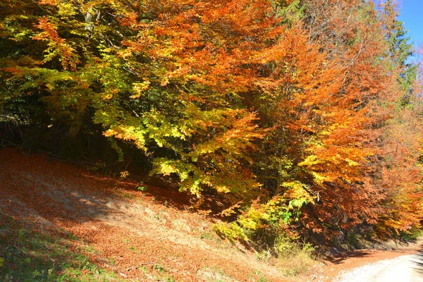 Trees with yellowed leaves, in the middle of autumn in the Carpathians and the Apuseni Mountains. Characteristic landscape. Enchantment of colors.