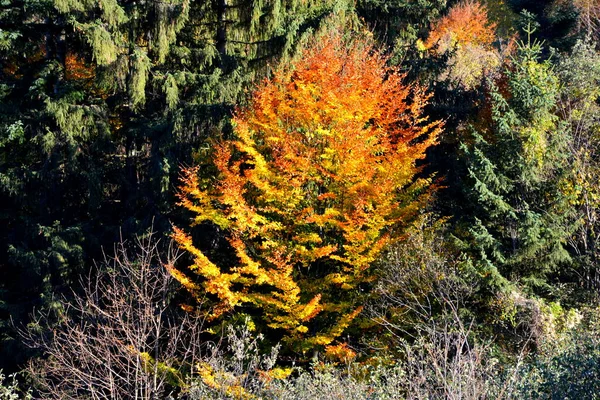 Stromy Zažloutlými Listy Uprostřed Podzimu Karpat Apusenských Horách Charakteristická Krajina — Stock fotografie