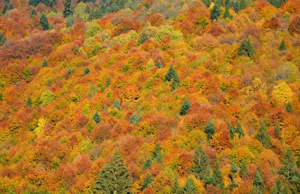 Trees with yellowed leaves, in the middle of autumn in the Carpathians and the Apuseni Mountains. Characteristic landscape. Enchantment of colors.