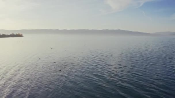 Nízký letecký záběr jezera s kachnami — Stock video