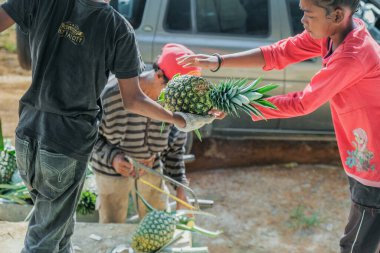 Muadzam Şah, Malezya - 30 Eylül 2021: Çiftçiler tarlada ananas meyvesi hasat ediyorlar.