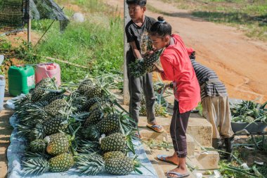 Muadzam Şah, Malezya - 30 Eylül 2021: Çiftçiler tarlada ananas meyvesi hasat ediyorlar.