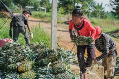 Muadzam Şah, Malezya - 30 Eylül 2021: Çiftçiler tarlada ananas meyvesi hasat ediyorlar.