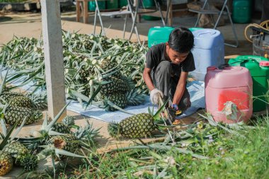 Muadzam Şah, Malezya - 30 Eylül 2021: Çiftçiler tarlada ananas meyvesi hasat ediyorlar.