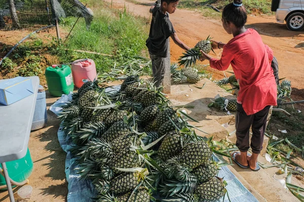 Muadzam Şah, Malezya - 30 Eylül 2021: Çiftçiler tarlada ananas meyvesi hasat ediyorlar.