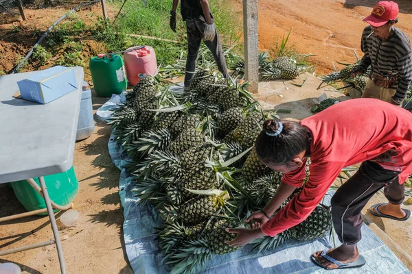 Muadzam Şah, Malezya - 30 Eylül 2021: Çiftçiler tarlada ananas meyvesi hasat ediyorlar.