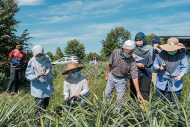 Muadzam Şah, Malezya - 6 Ekim 2021: Durian ve Muadzam Şah 'taki ananas bahçelerinde biyo-güvenlik bölümünden tarım memurlarının ziyareti
