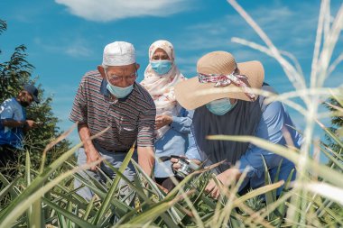 Muadzam Şah, Malezya - 6 Ekim 2021: Durian ve Muadzam Şah 'taki ananas bahçelerinde biyo-güvenlik bölümünden tarım memurlarının ziyareti