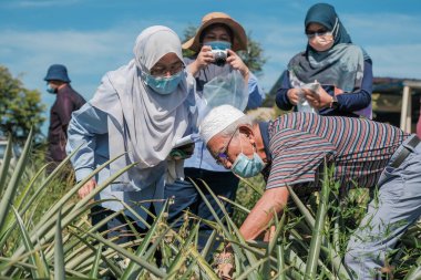 Muadzam Şah, Malezya - 6 Ekim 2021: Durian ve Muadzam Şah 'taki ananas bahçelerinde biyo-güvenlik bölümünden tarım memurlarının ziyareti