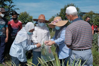 Muadzam Şah, Malezya - 6 Ekim 2021: Durian ve Muadzam Şah 'taki ananas bahçelerinde biyo-güvenlik bölümünden tarım memurlarının ziyareti