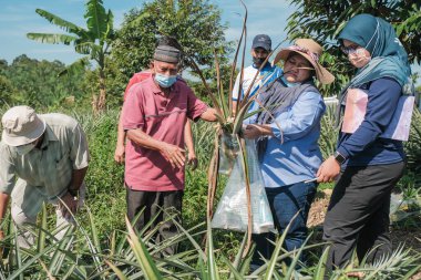 Muadzam Şah, Malezya - 6 Ekim 2021: Durian ve Muadzam Şah 'taki ananas bahçelerinde biyo-güvenlik bölümünden tarım memurlarının ziyareti