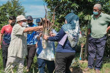 Muadzam Şah, Malezya - 6 Ekim 2021: Durian ve Muadzam Şah 'taki ananas bahçelerinde biyo-güvenlik bölümünden tarım memurlarının ziyareti