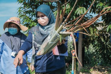 Muadzam Şah, Malezya - 6 Ekim 2021: Durian ve Muadzam Şah 'taki ananas bahçelerinde biyo-güvenlik bölümünden tarım memurlarının ziyareti