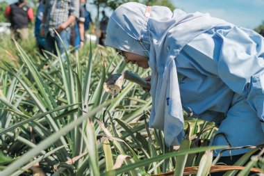 Muadzam Şah, Malezya - 6 Ekim 2021: Durian ve Muadzam Şah 'taki ananas bahçelerinde biyo-güvenlik bölümünden tarım memurlarının ziyareti