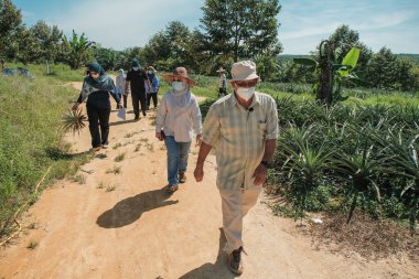 Muadzam Şah, Malezya - 6 Ekim 2021: Durian ve Muadzam Şah 'taki ananas bahçelerinde biyo-güvenlik bölümünden tarım memurlarının ziyareti