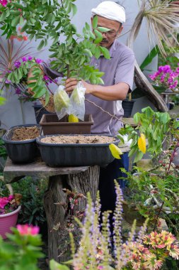Bahçıvanlık, evde bitki ekme. Adam yıldız meyve ağacı dikiyor. Ağaçta asılı yıldız meyvesi.