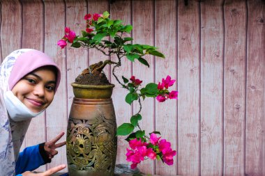Bougainvillea ağacı. Bahçe dekorasyonu kavramı. Bougainvillea aşığı.
