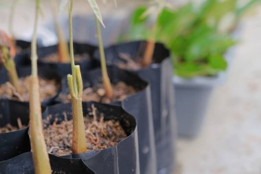 Poşetteki Durian tohumları dikmek için çoğaltılıyor