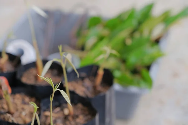 Durian Seedlings Polybag Propagated Planting — Stock Photo, Image