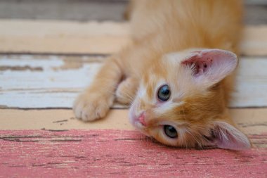 Cute red cat lying on the floor and looking at camera