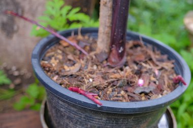 Colocasia Firavunu maskesi su bitkisidir. Yakından, Colocasia esculenta, yağmur ormanlarındaki tropikal bitki.