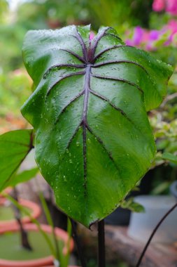 Colocasia Firavunu maskesi su bitkisidir. Yakından, Colocasia esculenta, yağmur ormanlarındaki tropikal bitki.