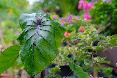 Colocasia Firavunu maskesi su bitkisidir. Yakından, Colocasia esculenta, yağmur ormanlarındaki tropikal bitki.