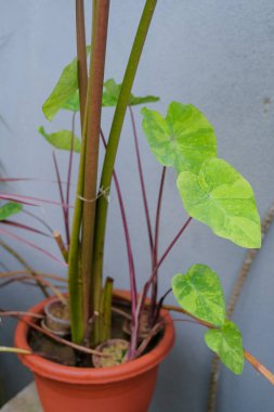 Bahçede Colocasia esculenta dekorasyonu