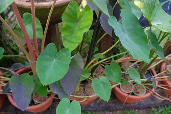 Bahçede Colocasia Esculenta Dekorasyonu — Stok fotoğraf