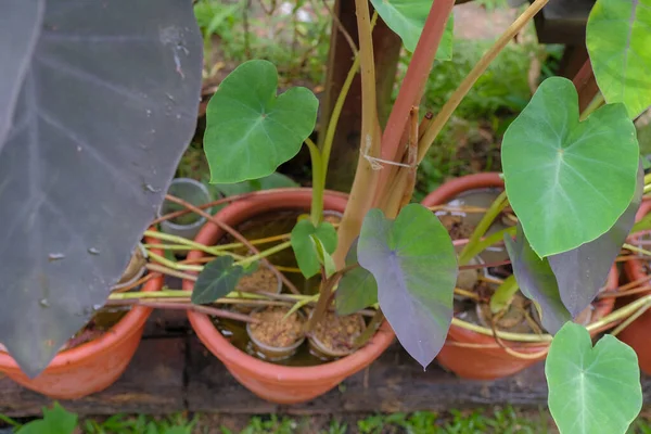 Colocasia Black Magic Растение Горшке Украшения Интерьера Дома — стоковое фото